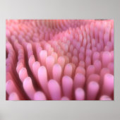 腸絨毛2 ポスター (正面)