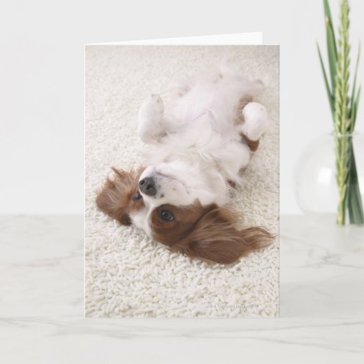 腹を出す騎士 カード (正面)