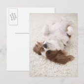 腹を出す騎士 ポストカード (正面/裏面)