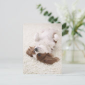 腹を出す騎士 ポストカード (スタンド正面)