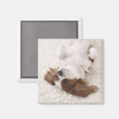 腹を出す騎士 マグネット (正面/裏面)