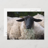 腹を空かせた羊 ポストカード (正面/裏面)