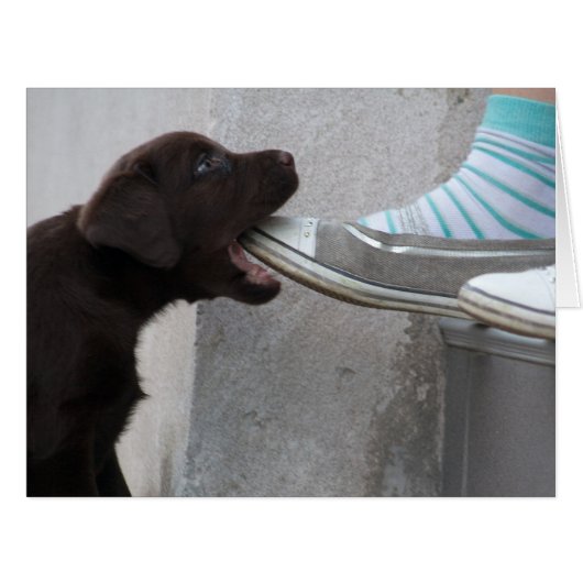 腹ペコのブラウンラブラドール子犬 (正面横)