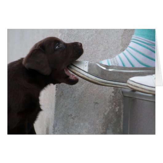腹ペコのブラウンラブラドール子犬 (正面横)