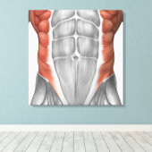 腹壁の男性の筋肉解剖学 キャンバスプリント (インサイチュ (ウッドフロア))