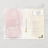 腹部および箱の解剖学 ポストカード (裏面)