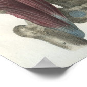 腹部と骨盤筋解剖学プリント ポスター (角)