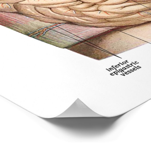 腹部解剖学 ポスター (角)