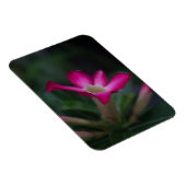 腺結節 マグネット (右側)