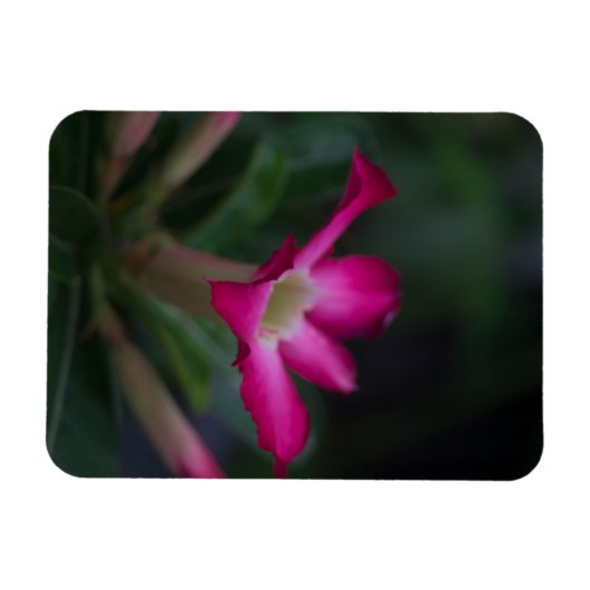 腺結節 マグネット (横)