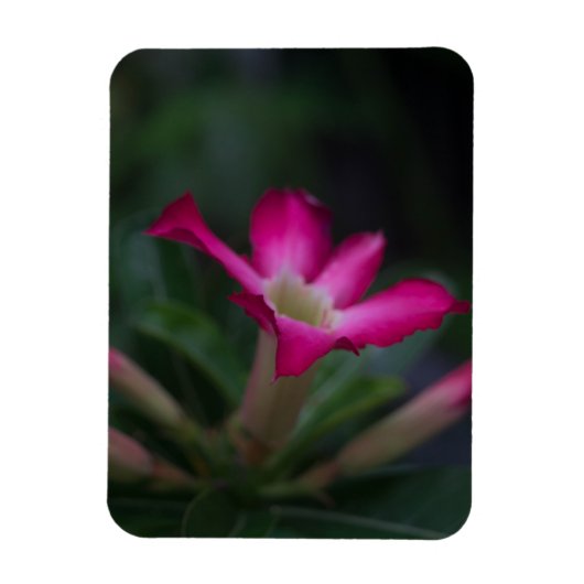 腺結節 マグネット (縦)