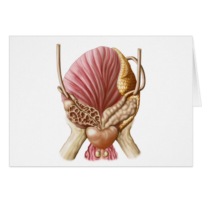 膀胱後面図 (正面横)
