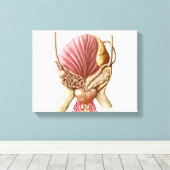 膀胱後面図 キャンバスプリント (インサイチュ (ウッドフロア))