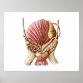 膀胱後面図 ポスター (正面)