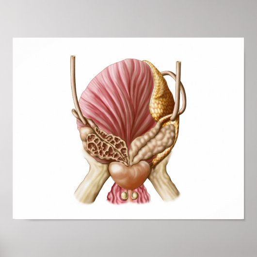 膀胱後面図 ポスター (正面)