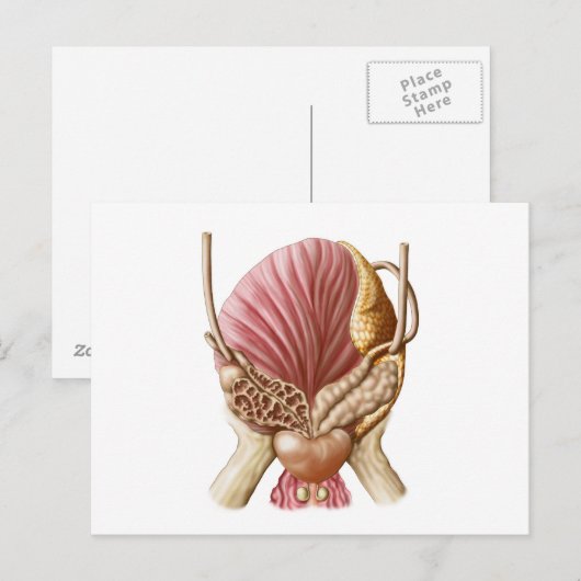 膀胱後面図 ポストカード (正面/裏面)