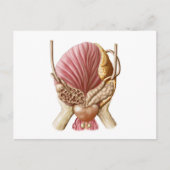 膀胱後面図 ポストカード (正面)