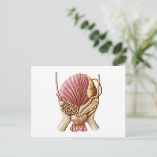 膀胱後面図 ポストカード (スタンド正面)