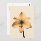 膝関節下痛 ポストカード (正面/裏面)