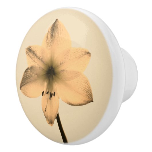 膝関節症 セラミックノブ (右)