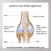 膝関節解剖図。 ポスター (正面)