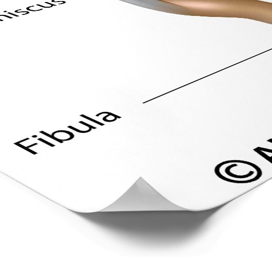 膝関節解剖図。 ポスター (角)