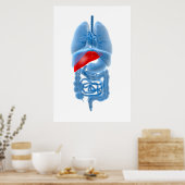 膵臓内臓X線画像 ポスター (キッチン)