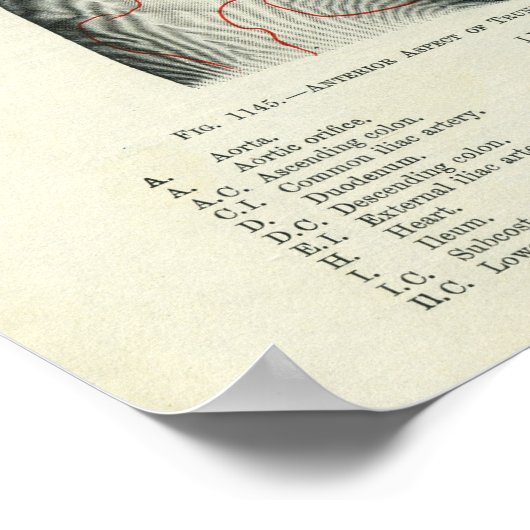 臓器に対する人間の表面解剖学的関係 ポスター (角)