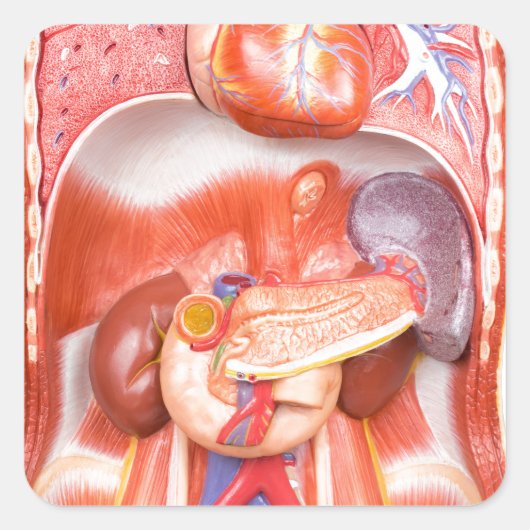 臓器を有するヒトの胴体体モデル スクエアシール (正面)