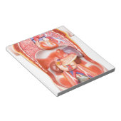 臓器を有するヒトの胴体体モデル ノートパッド (アングル)