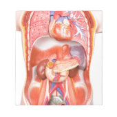 臓器を有するヒトの胴体体モデル ノートパッド (正面)