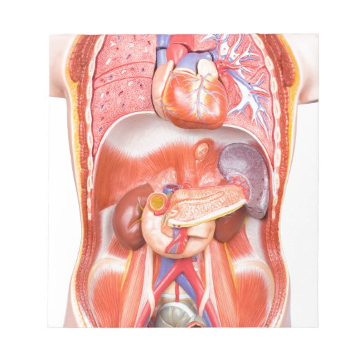 臓器を有するヒトの胴体体モデル ノートパッド (正面)