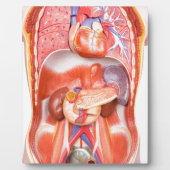 臓器を有するヒトの胴体体モデル フォトプラーク (正面)