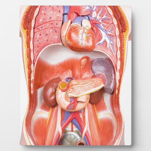 臓器を有するヒトの胴体体モデル フォトプラーク (正面)