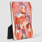 臓器を有するヒトの胴体体モデル フォトプラーク (側面)