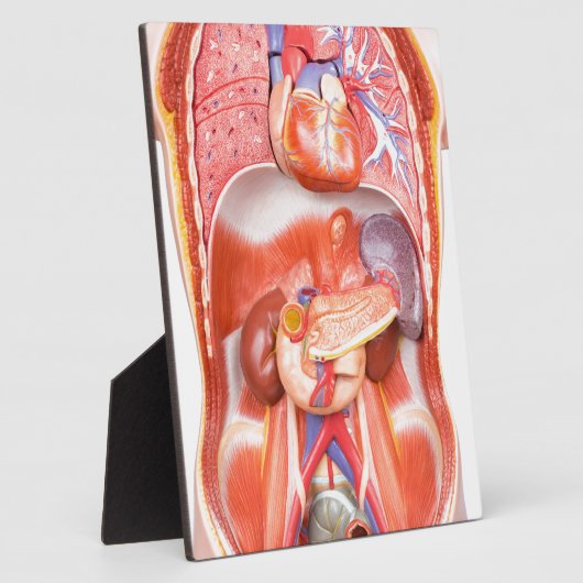 臓器を有するヒトの胴体体モデル フォトプラーク (側面)