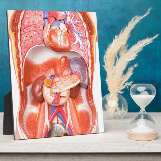 臓器を有するヒトの胴体体モデル フォトプラーク (側面)