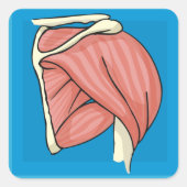 臓器イラストレーション スクエアシール (正面)