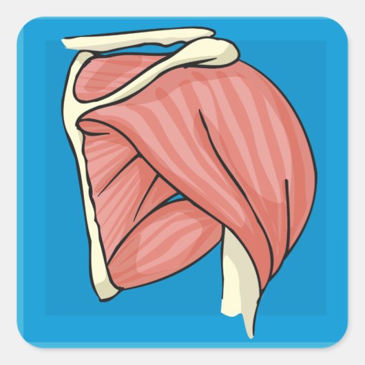 臓器イラストレーション スクエアシール (正面)