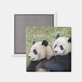臥龍リザーブ、中国、ジャイアントパンダの抱擁 マグネット (正面/裏面)