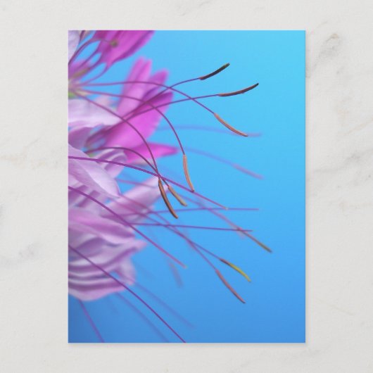 自カスタマイズ身のメッセージ付き ポストカード (正面)