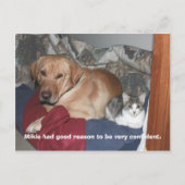 自信 ポストカード (正面)