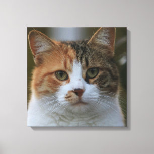 自分だけの猫のペット写真カスタムピクチャーを作成 キャンバスプリント