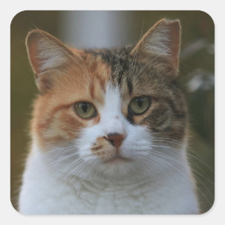 自分だけの猫のペット写真カスタムピクチャーを作成 スクエアシール