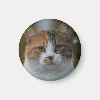 自分だけの猫のペット写真カスタムピクチャーを作成 マグネット
