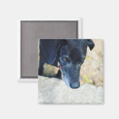 自分のペットの磁石を作る マグネット (正面/裏面)