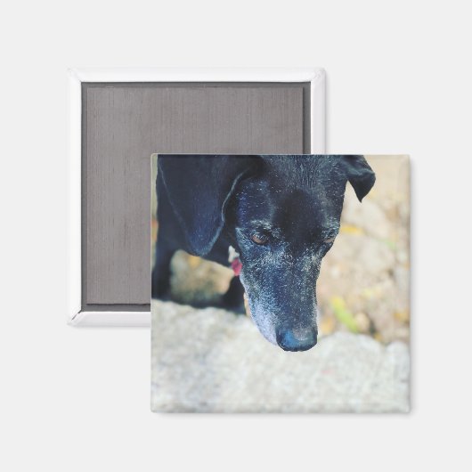 自分のペットの磁石を作る マグネット (正面/裏面)