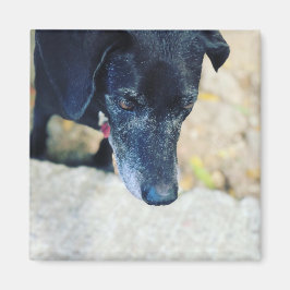 自分のペットの磁石を作る マグネット