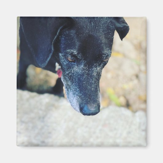 自分のペットの磁石を作る マグネット (正面)