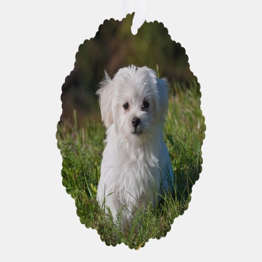 自分の両面の犬の写真を作成 オーナメントカード (右)